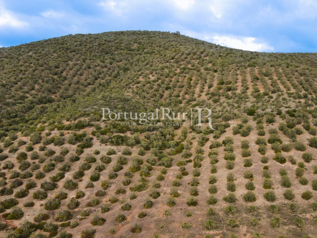 Land Sale Serpa