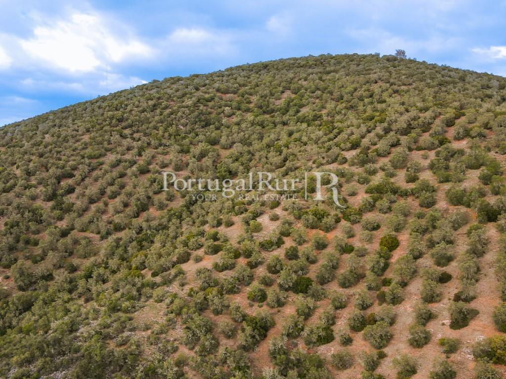 Land Sale Serpa