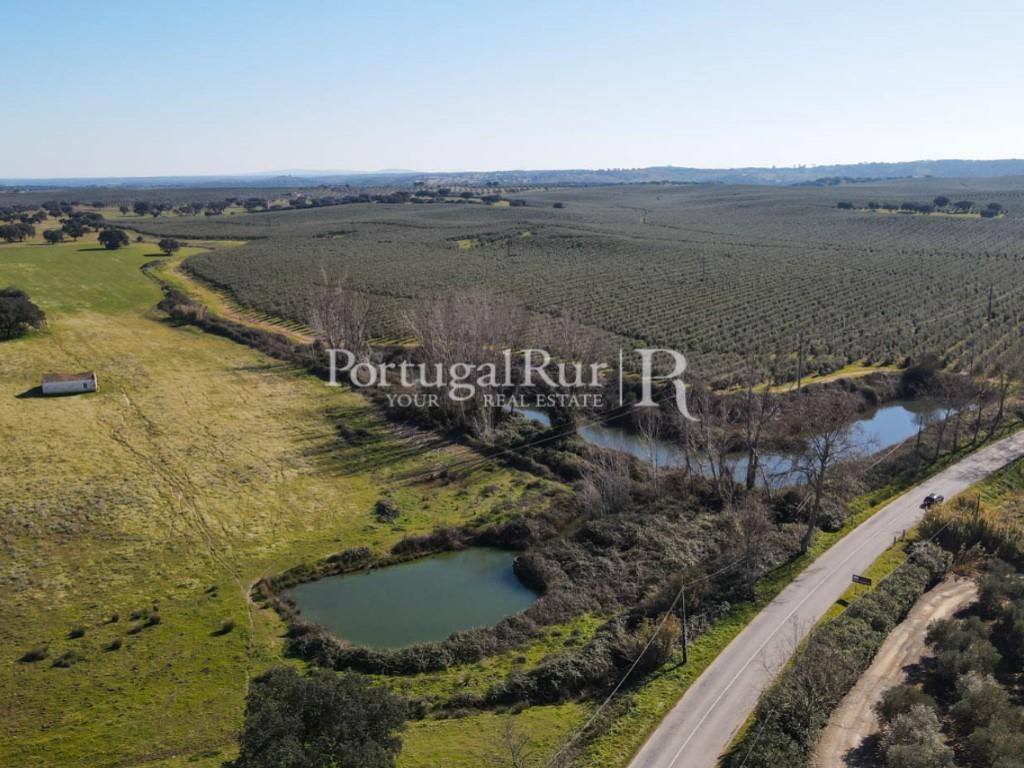 Farm with 29 hectares in Avis