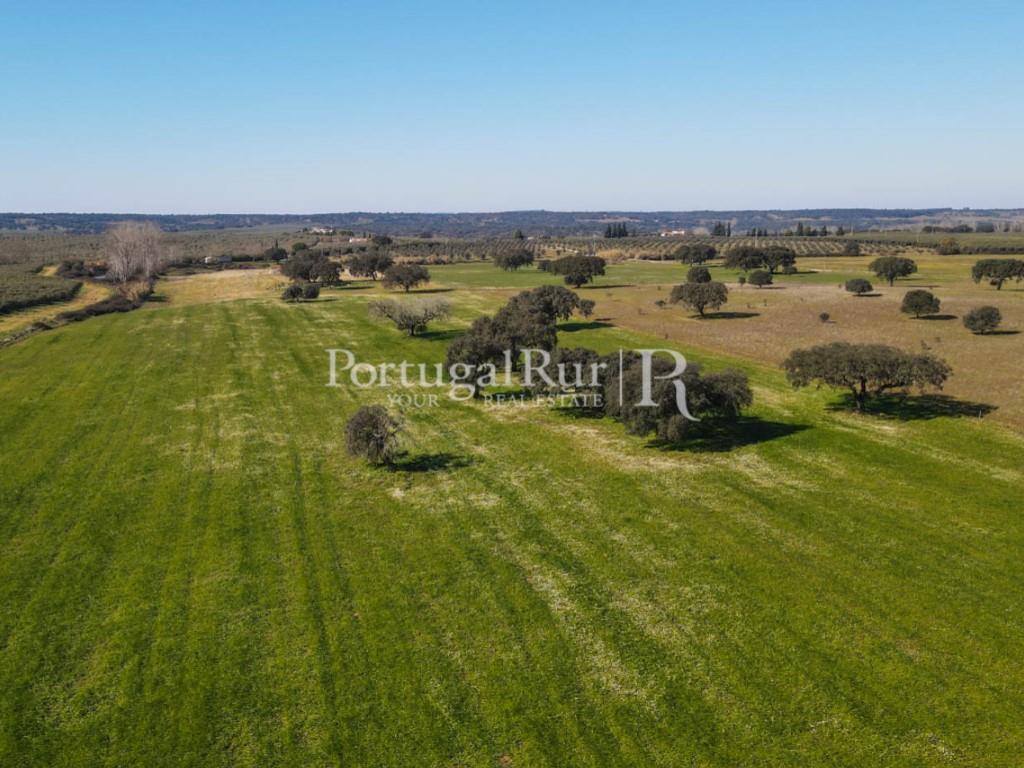 Farm with 29 hectares in Avis