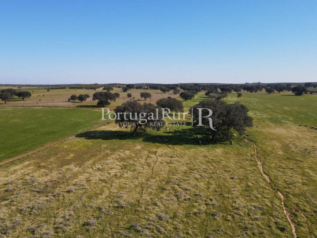 Farm with 29 hectares in Avis