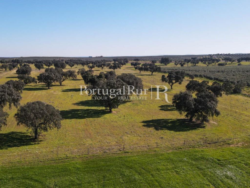 Farm with 29 hectares in Avis