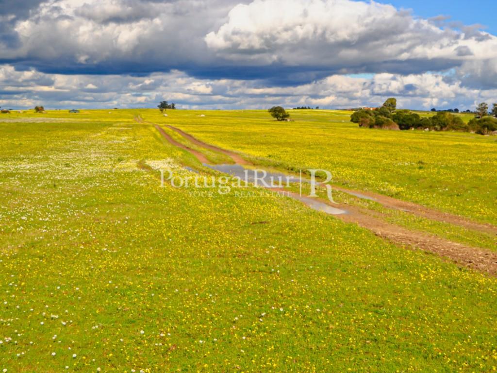 Herdade de 155 ha com barragem privada