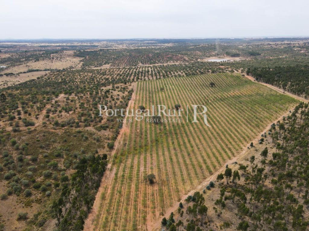 Estate with 322 hectares in Aljustrel