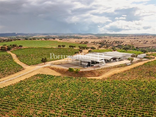 Herdade de vinha com 155 hectares no Alentejo