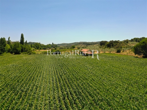 16-Hectare plot of land in Chancelaria, Torres Novas