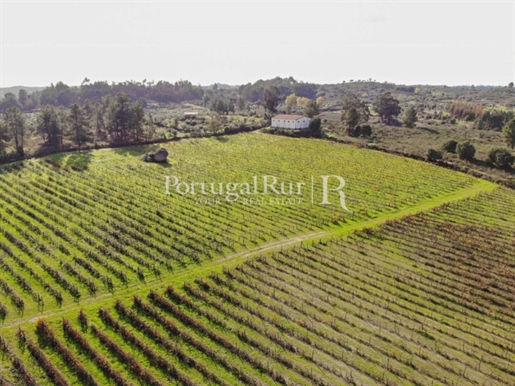 Vignoble de 9,4 hectares dans la région d'Idanha-a-Nova