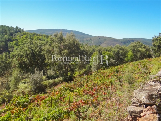 Agricultural land with vines, olive groves and fruit trees