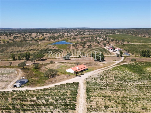 Estate with Super Intensive Olive Grove and Vineyard in the Alter do Chão area