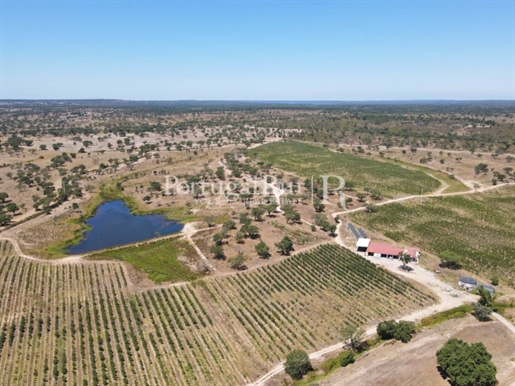 Estate with Super Intensive Olive Grove and Vineyard in the Alter do Chão area