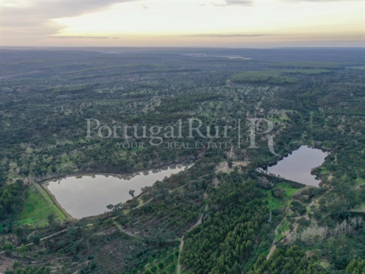 Farm with 293 hectares, large forest area, several dams and an urban center