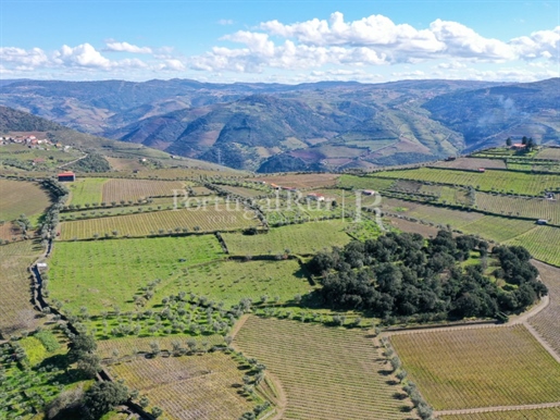 Ferme de 3 hectares dans le Douro et projet de 12 maisons pour le tourisme