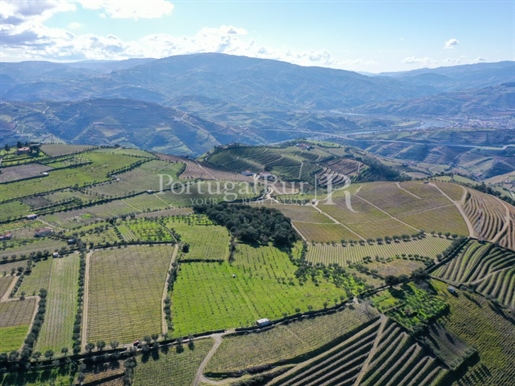 Farm in Douro with 3 hectares and a project with 12 houses for tourism