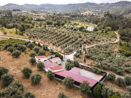 Farm of 31.165 m2 with olive grove and land for construction