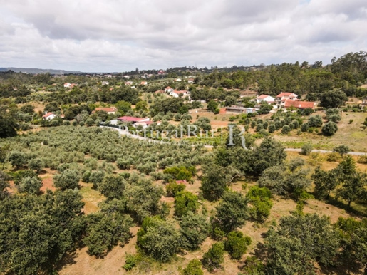 Farm of 31.165 m2 with olive grove and land for construction