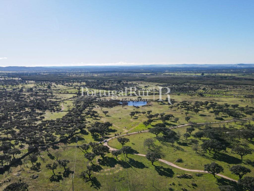 Livestock and hunting property with house in the area of Portalegre