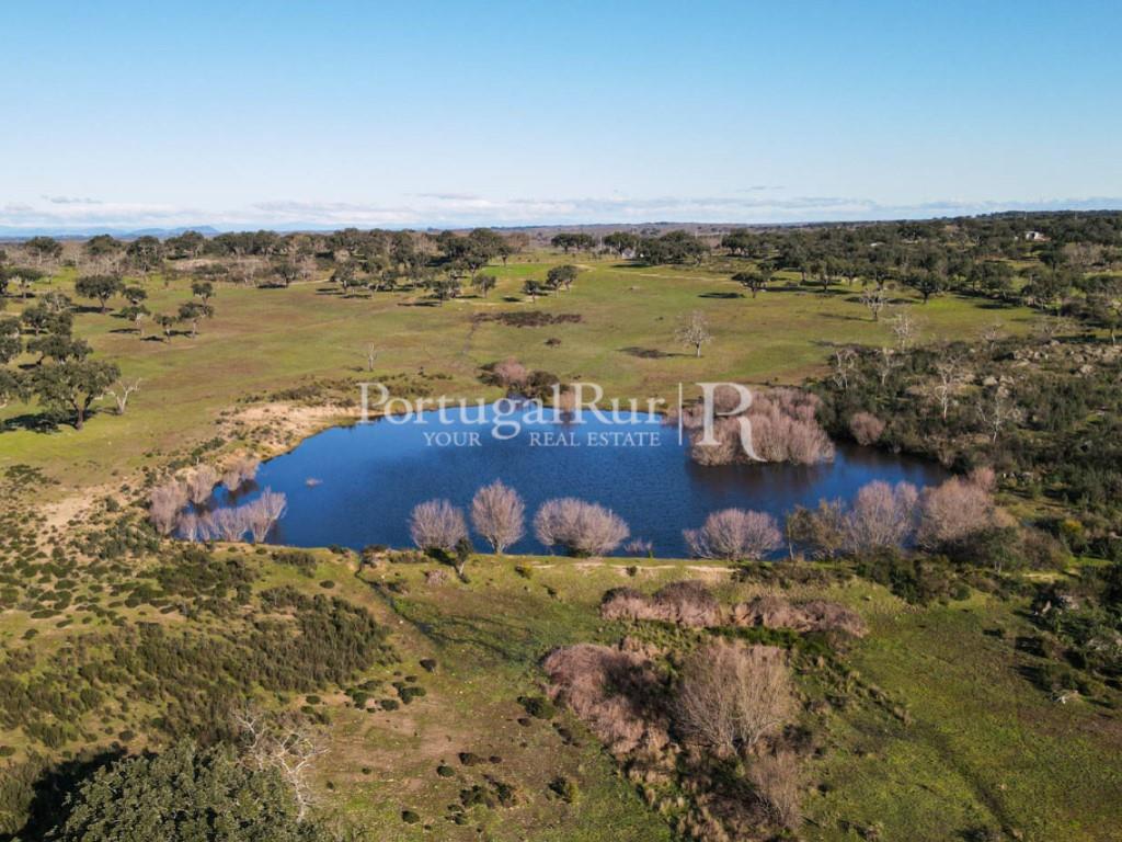 Livestock and hunting property with house in the area of Portalegre
