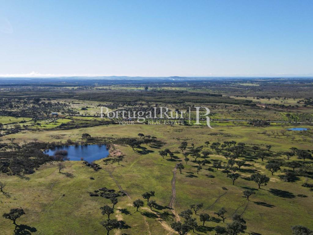 Livestock and hunting property with house in the area of Portalegre