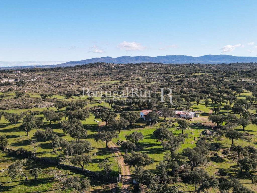 Livestock and hunting property with house in the area of Portalegre