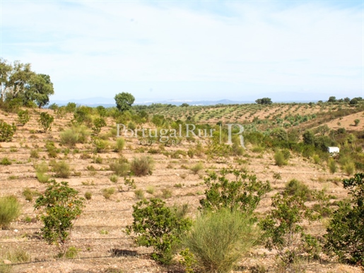 Terrain de 3,9 hectares à Malpica do Tejo