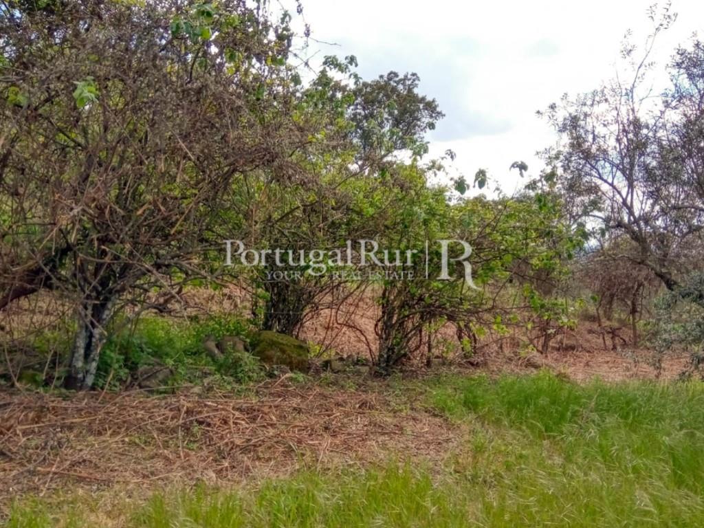 Boerderij Studio Te Koop Portalegre