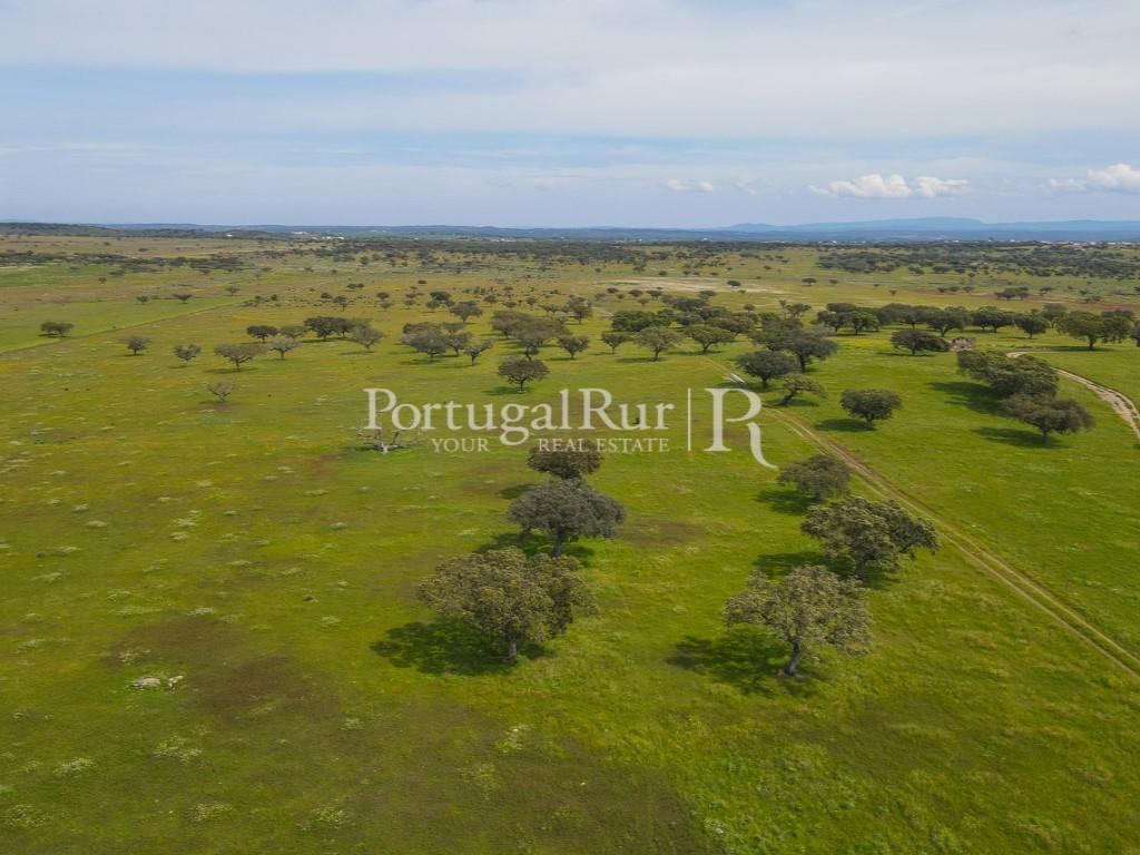Herdade com 53ha perto do Alandroal