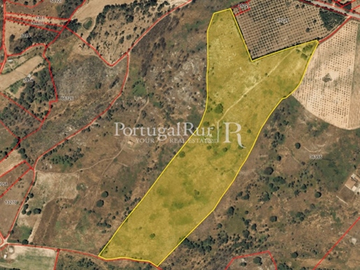 Land with 6 hectares in Travancinha, Seia