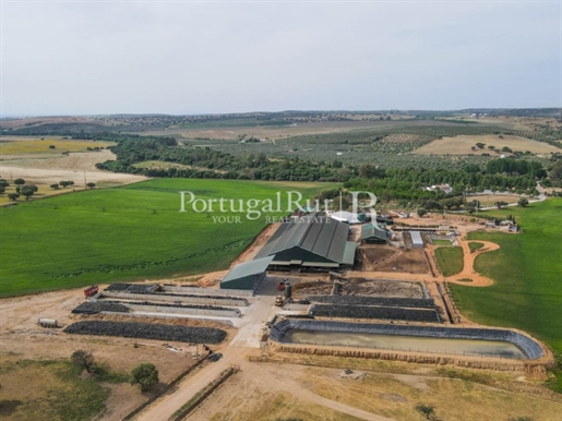 213.5 Hectare Farm with Cowshed in Production