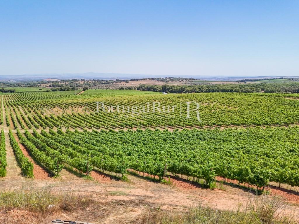 Estate with Vineyard and Tourism Potential