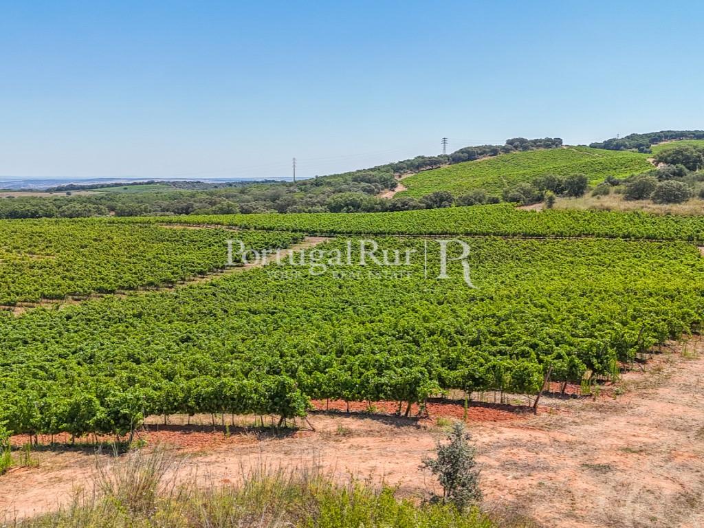 Estate with Vineyard and Tourism Potential