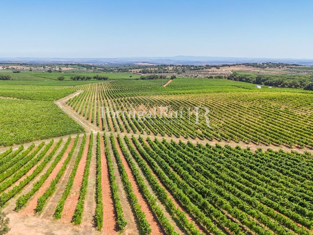 Estate with Vineyard and Tourism Potential