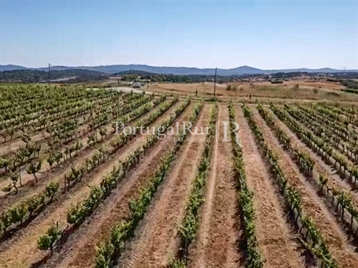 Herdade de 60 ha com Vinha, Adega e Pomar entre Borba e Estremoz