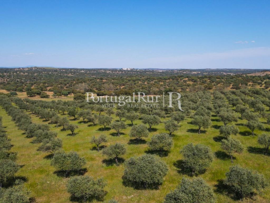 Herdade do Azinhal with 80 hectares