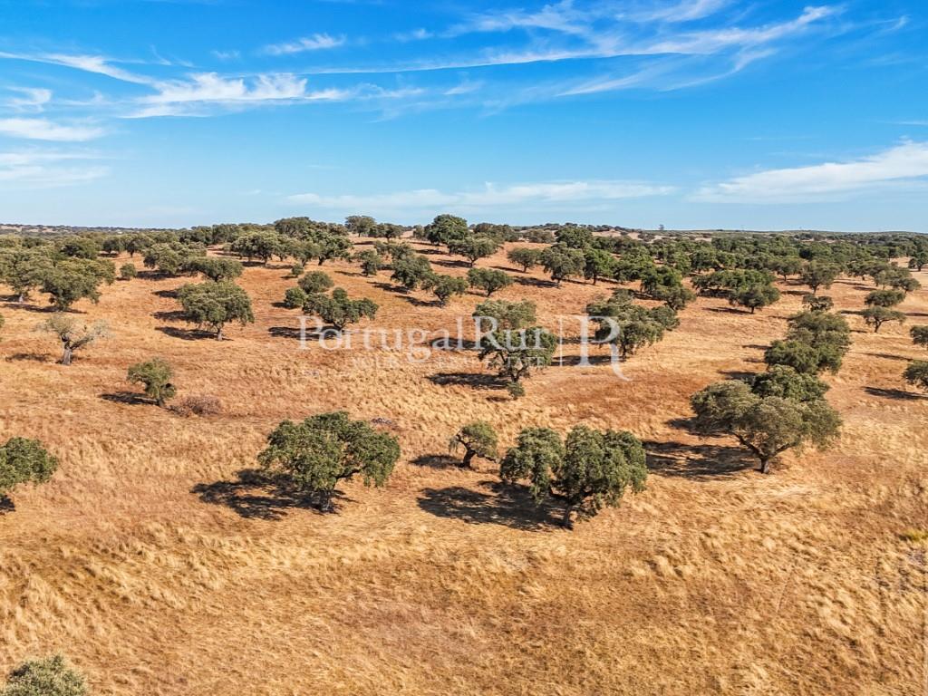 Herdade do Azinhal with 80 hectares
