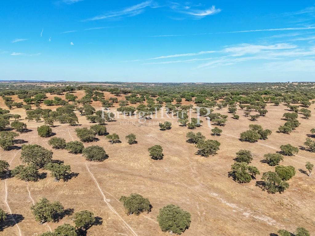 Herdade do Azinhal with 80 hectares