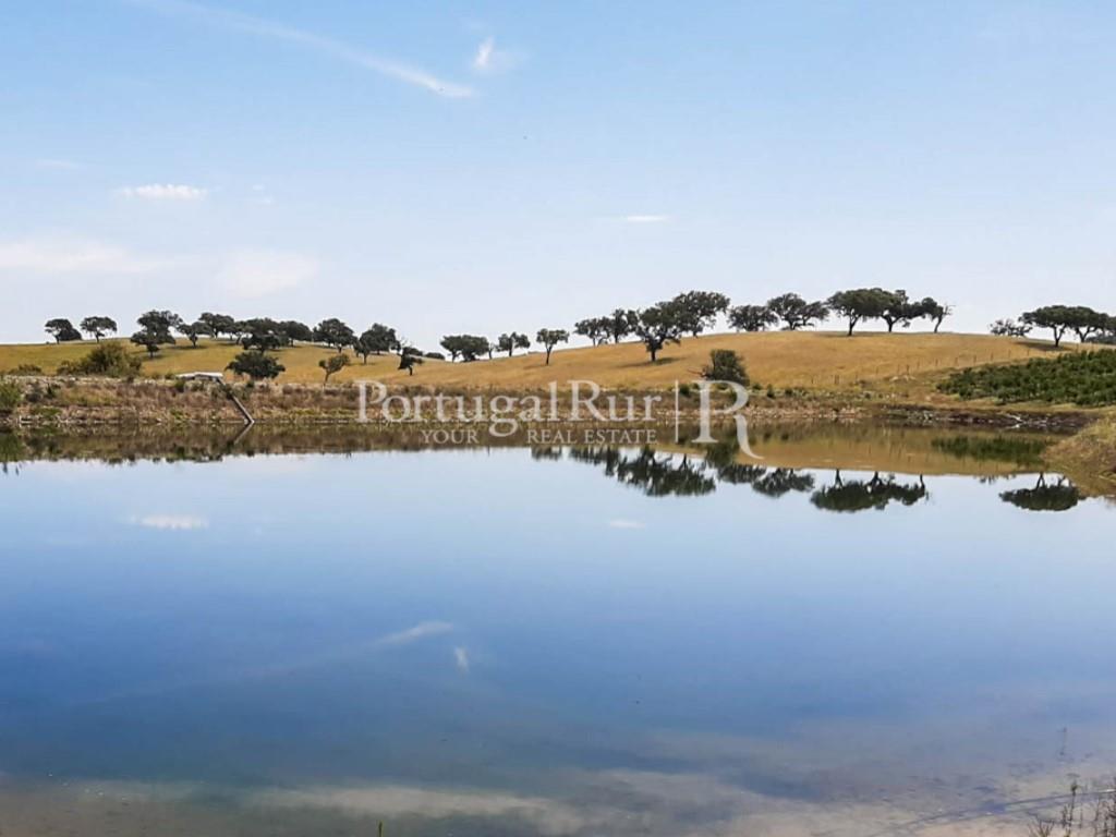 14Ha plot of land with an orchard of pomegranate trees