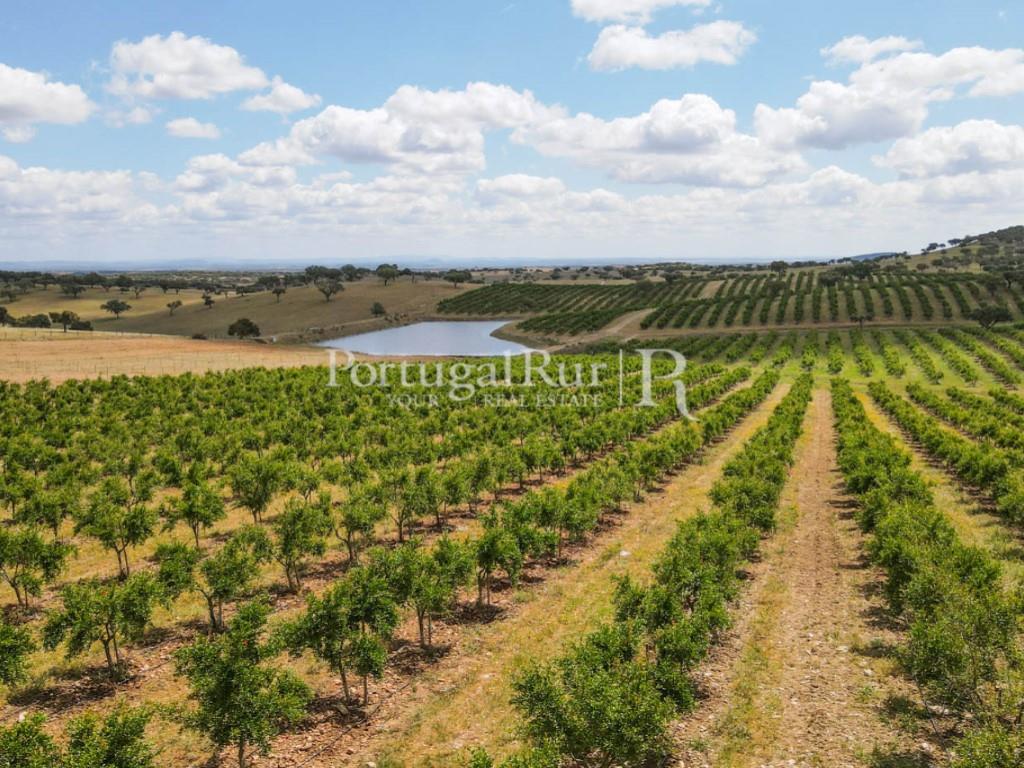 14Ha plot of land with an orchard of pomegranate trees