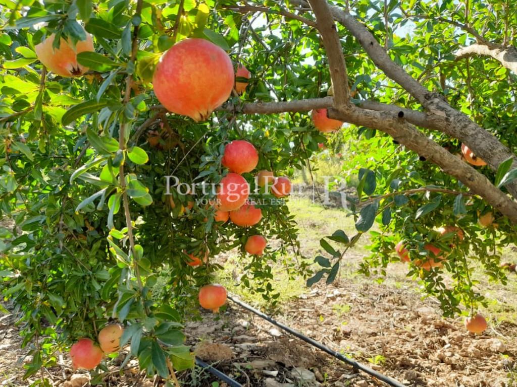 14Ha plot of land with an orchard of pomegranate trees