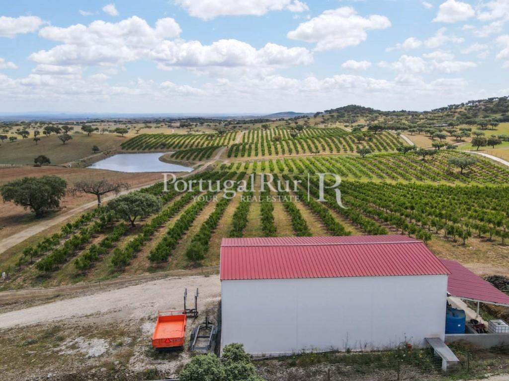 14Ha plot of land with an orchard of pomegranate trees