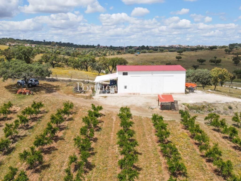 14Ha plot of land with an orchard of pomegranate trees