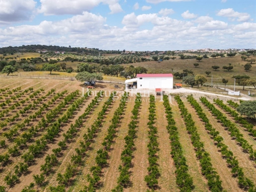 14Ha plot of land with an orchard of pomegranate trees