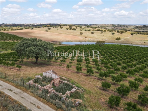 14Ha plot of land with an orchard of pomegranate trees