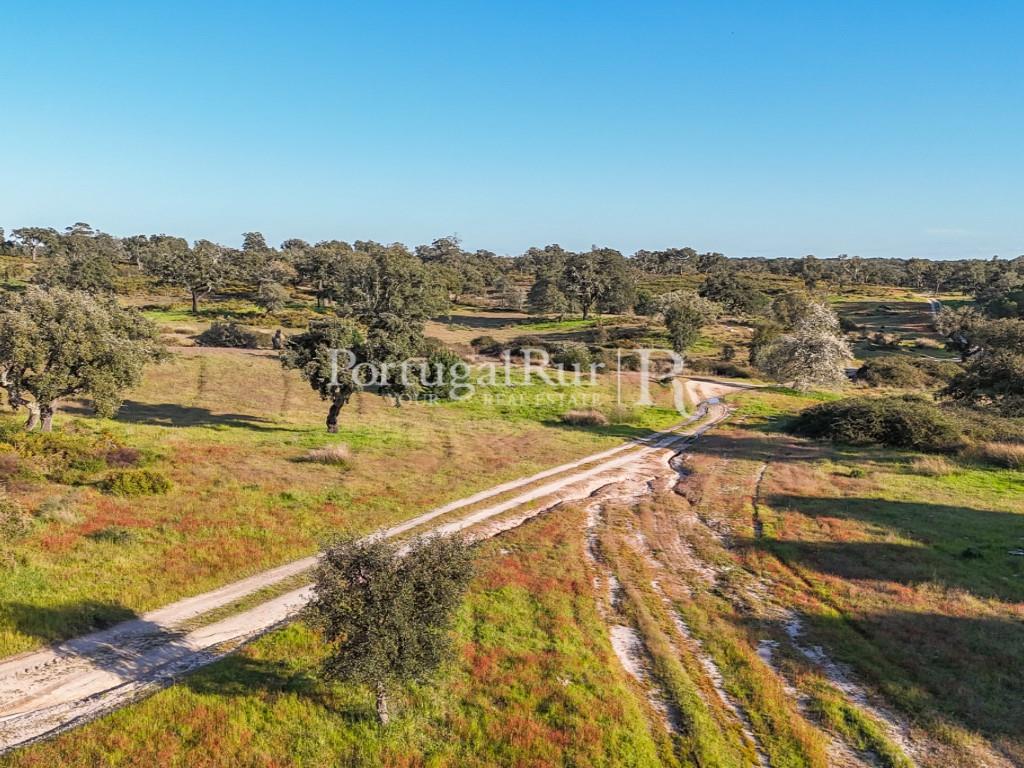 Property with 102 hectares, district of Portalegre