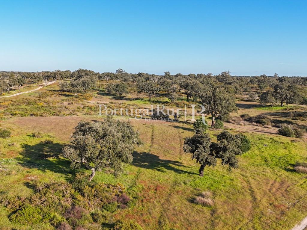 Property with 102 hectares, district of Portalegre