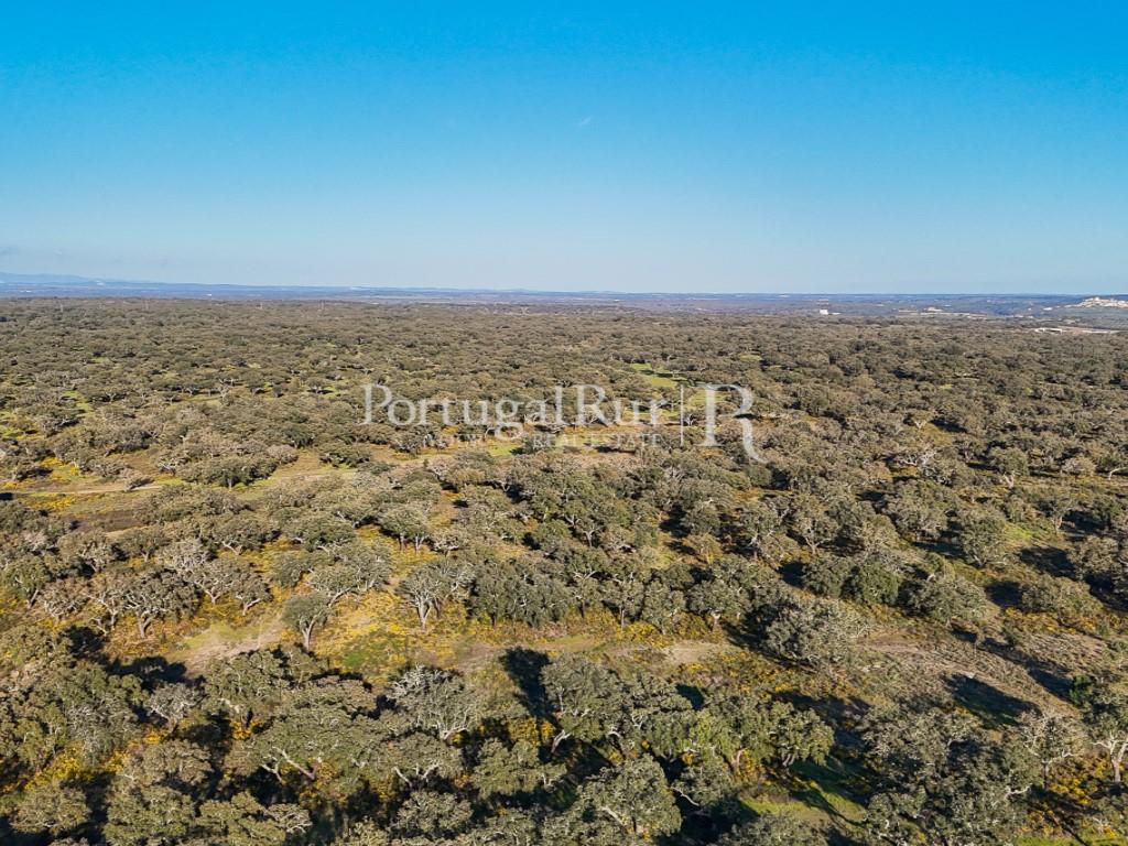 Property with 102 hectares, district of Portalegre