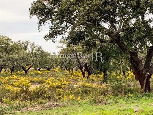 Property with 207 hectares, district of Portalegre