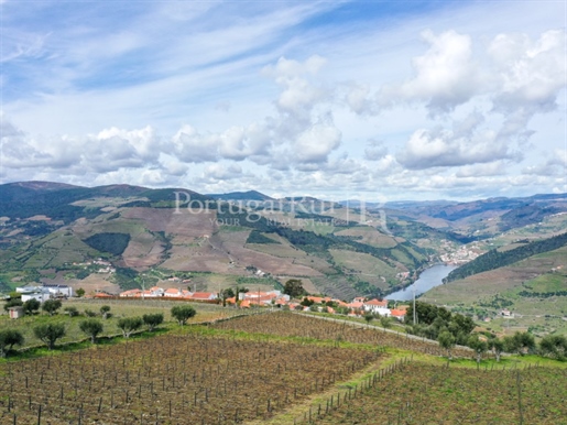 Vinha de vinhos premiados e possibilidade de construção com vista rio Douro