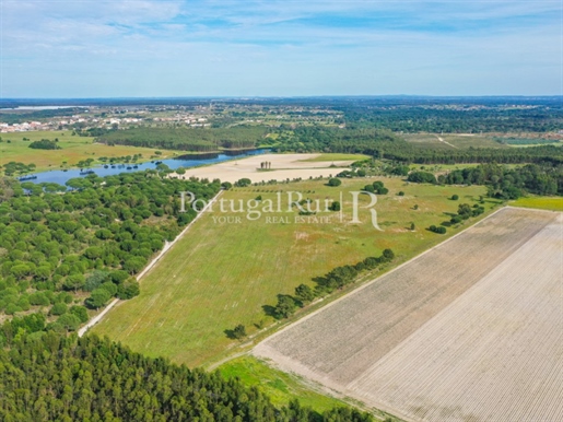 Farm with 13.2 hectares in Pegões