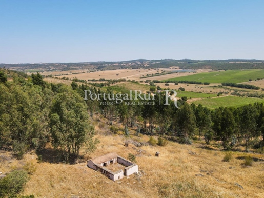 Estate with growing eucalyptus trees in the Estremoz area