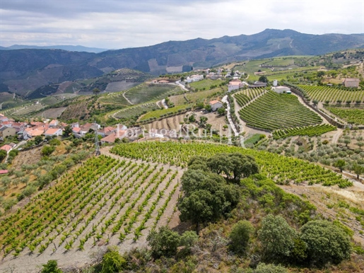 Quinta com vinha no Alto Douro Vinhateiro